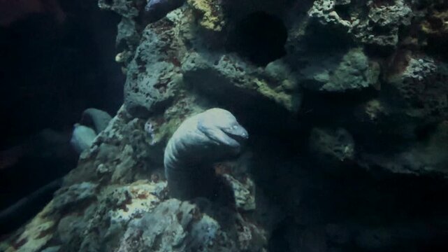 Explore the stunning underwater world where vibrant marine life flourishes. Watch moray eels gracefully navigate a coral reef cave and see colorful fish nearby