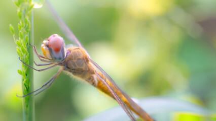 dragonfly macro closeup on a leaf, a summer insect with delicate wings in nature