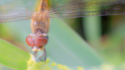 A macro closeup of a green dragonfly insect resting on a leaf showing its wings, bug eyes, and body in nature