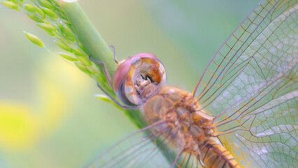 Macro closeup of a green dragonfly insect with transparent wings resting on a leaf in summer nature wildlife
