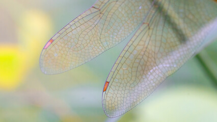Closeup macro of a green dragonfly insect with transparent wings on a leaf