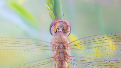 Green dragonfly close-up macro shot with detailed wings resting on a leaf, highlighting this beautiful summer wildlife insect