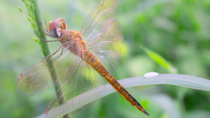 Red dragonfly macro closeup on a green leafy branch showing its wings and wild eyes