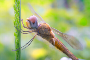 Close-up nature macro photo of a green dragonfly and a fly bug on a leaf