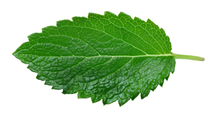 A close up shot of a single vibrant green mint leaf isolated against a black background showcasing texture