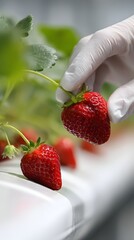 strawberry in the garden
