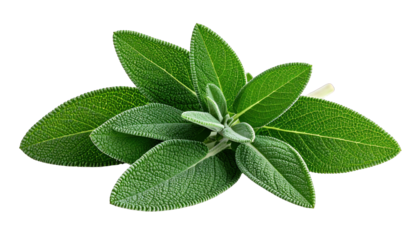 Vibrant green sage leaves with textured surfaces against a black background
