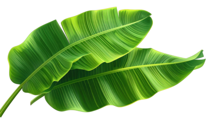 Two large, vibrant green tropical leaves overlap against a transparent backdrop