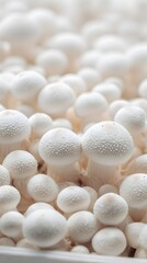 white mushroom background