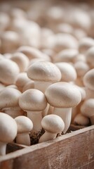white mushrooms on a wooden table