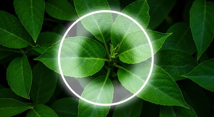 Lush green leaves with a glowing, circular highlight in the center. Nature's vibrant detail