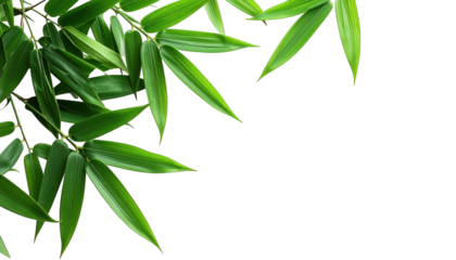 Lush green bamboo leaves, overlapping, set against a stark black background