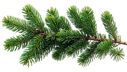 Close-up of a vibrant green evergreen branch with needle-like leaves on a brown twig