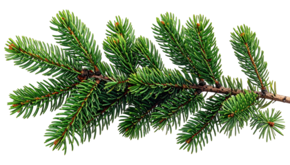 Close-up of a vibrant green evergreen branch with needle-like leaves on a brown twig