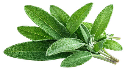 A close-up of fresh, vibrant green sage leaves, detailed and textured, against black