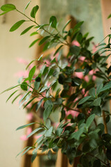 Indoor Plant with Soft Bokeh