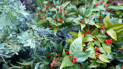 Festive Christmas decoration with Bailey’s Acacia and Sarcandra glabra foliage