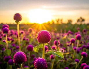 Field of vibrant purple flowers basked in golden, setting sun rays