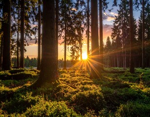 Obraz premium Lush forest bathed in golden sunset, rays piercing through towering trees