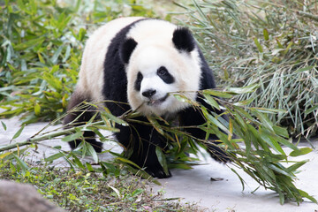 Fototapeta premium cute panda, YU Ai, carrying a bamboo stick with her mouth, Chongqing Zoo, China