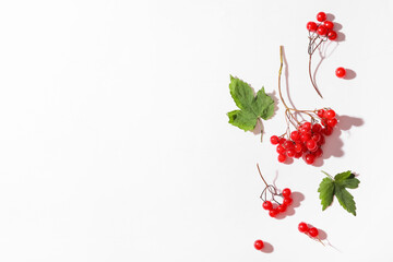 Composition with branches of fresh viburnum berries and leaves on white background