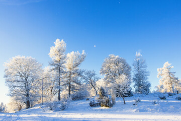Hill with frosty trees in a cold snowy winter landscape