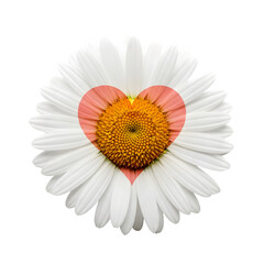 Daisy with Heart Center