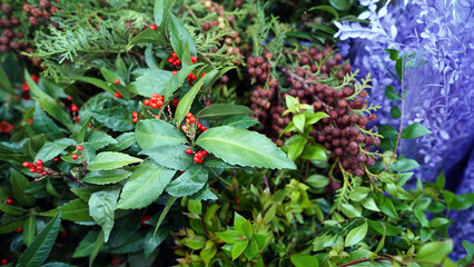 Festive Christmas greenery featuring Sarcandra glabra and Heavenly bamboo berries
