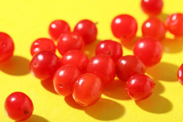 Heap of fresh viburnum berries on yellow background, closeup