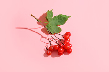 Fresh viburnum berries on pink background, closeup