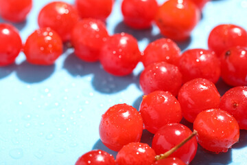 Heap of fresh viburnum berries on blue background, closeup