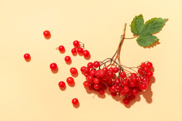 Branch of fresh viburnum berries on beige background, closeup