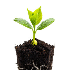Seedling with Roots Exposed