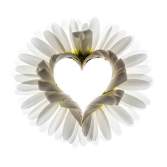 Heart of Daisies