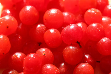 Fresh viburnum berries as background, closeup