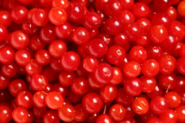 Texture of fresh viburnum berries as background