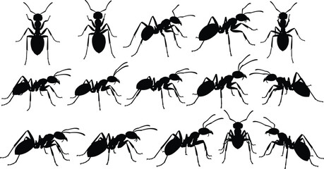 Set of ant silhouettes, black insect icons, crawling bug collection, pest control symbols, working colony concept, vector illustration, isolated shapes
