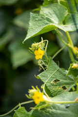 Vue rapproché d'un cornichon recouvert de petites épines. Ses tiges sont poilues et portent des feuilles lobées et souples. Ses fleurs sont de couleurs jaunes, il se récolte jeune.