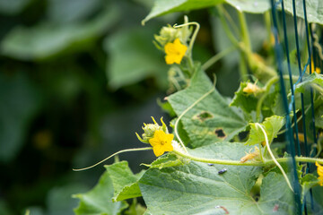 Vue rapproché d'un cornichon recouvert de petites épines. Ses tiges sont poilues et portent des feuilles lobées et souples. Ses fleurs sont de couleurs jaunes, il se récolte jeune.