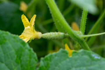 Vue rapproché d'un cornichon recouvert de petites épines. Ses tiges sont poilues et portent des feuilles lobées et souples. Ses fleurs sont de couleurs jaunes, il se récolte jeune.