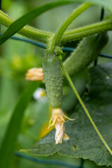 Vue rapproché d'un cornichon recouvert de petites épines. Ses tiges sont poilues et portent des feuilles lobées et souples. Ses fleurs sont de couleurs jaunes, il se récolte jeune.