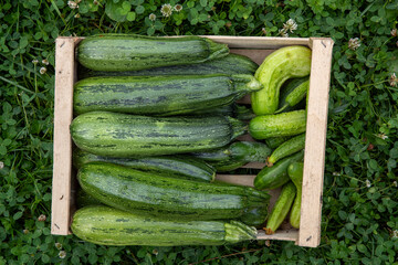 Courgettes vertes et cornichons fraichement cueillis posées dans une cagette en bois dans l'herbe. Scène en extérieur, lumière douce, vue de haut.