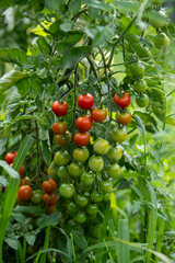 Pied de tomates cerises dans un jardin verdoyant en plein air. Des tomates sont rouges et mûres, d'autres sont encore vertes.