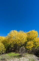 Fall Bushes with Yellow Leaves Hanging