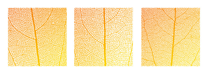 Leaf vein cell skeleton texture abstract background set with close up plant leaf cells structure pattern vector illustration. Macro orange leaf vein skeleton organic lattice natural foliage texture.