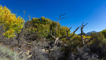 Fallen Tree in Southern California Desert Wilderness