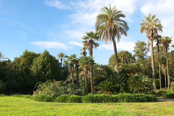 Exotic bushes and trees, Mediterranean palms. Nature and parks of Italy, Liguria. Design background.