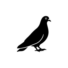 Fototapeta premium Elegant silhouette of a common pigeon, embodying urban grace and symbolic peace for diverse design