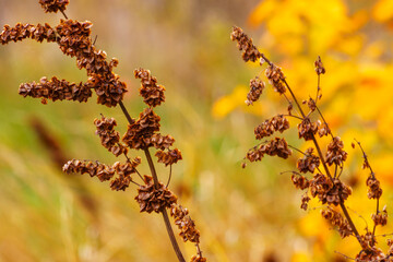 beautiful autumn landscape, closeup of colorful leaves in a forest, cloudy weather