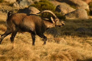 cabras monteses en la sierra de gredos